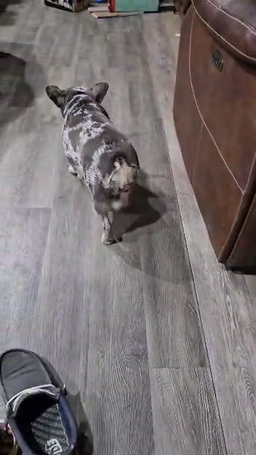 Fluffy Frenchie