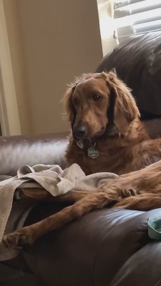 F2 Goldendoodle