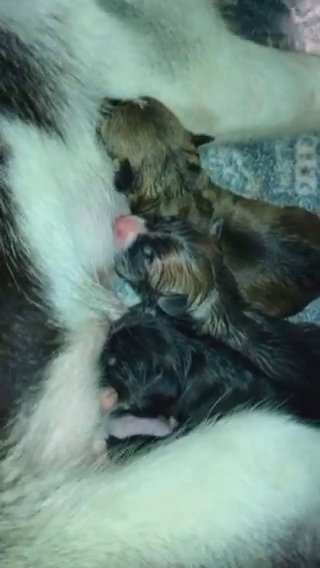 Husky Pitbull Mix Puppies For Sale