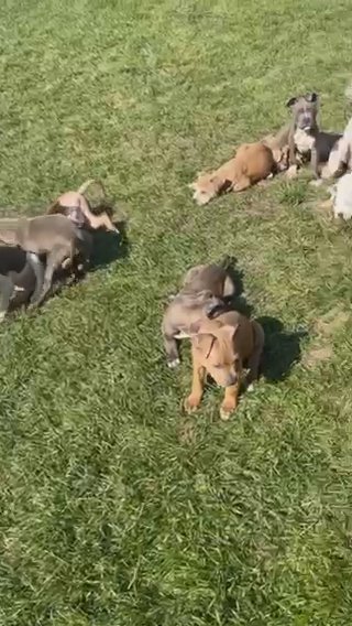 Pitbull Puppies!