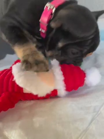 Frenchie