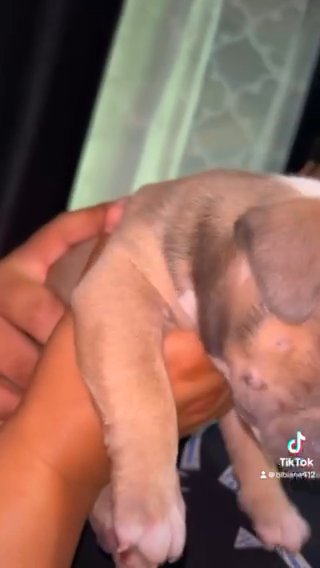 GIRL POCKET BULLIES