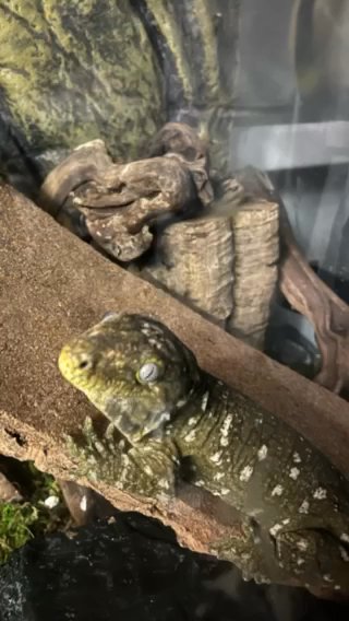leachianus Gecko :) MALE