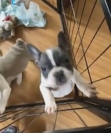 French Bulldog