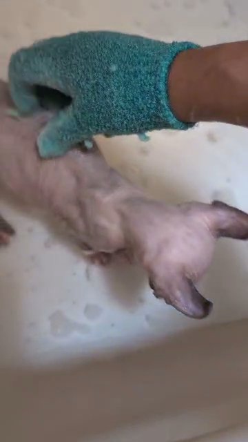 Elf Cat