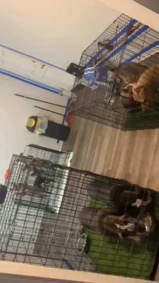 Puppies