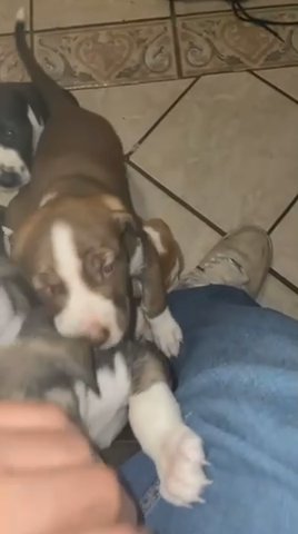 Mixed Puppies (read Description)