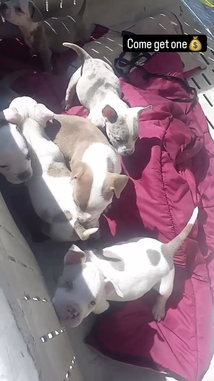 pitbull puppys