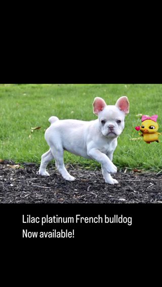 Platinum Lilac Fluffy Carrier French Bulldog
