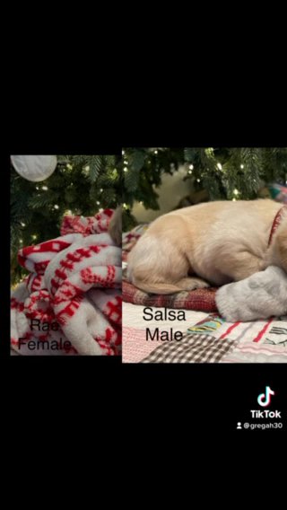 Lab Puppies Ready For Christmas
