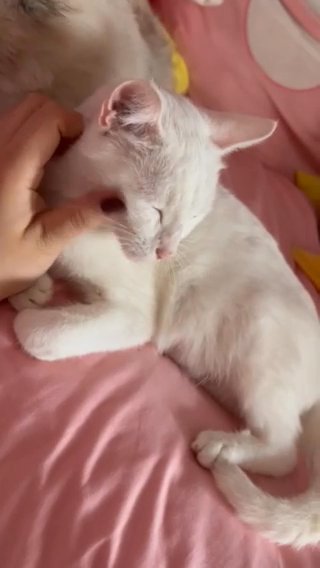 Rehoming Cat