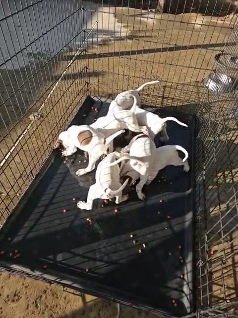 English pointer