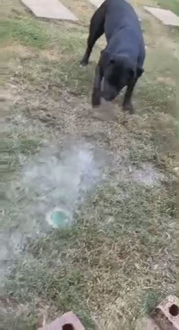free lab/pitbull