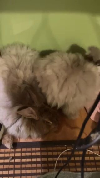 Two Angora Bunnies (inseparable)