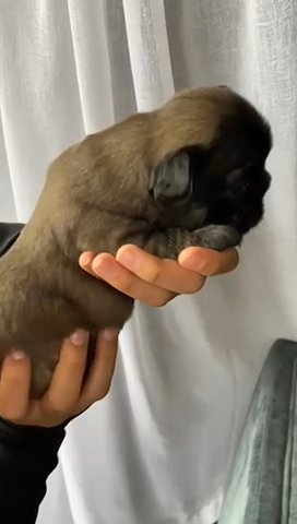 French Bulldog
