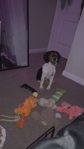 Puppy For Sell