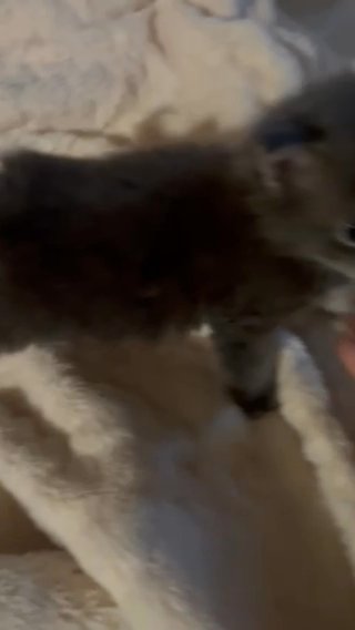 Fluff Kitten