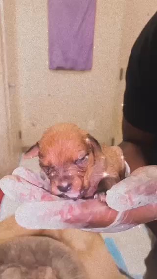 puppies