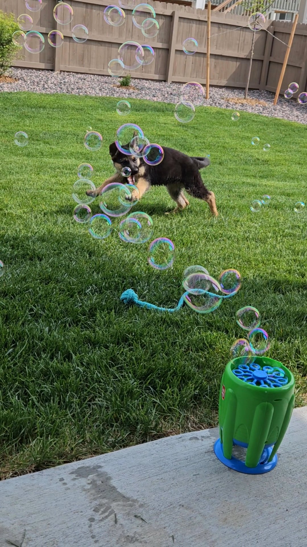 Rehoming Teka GSD