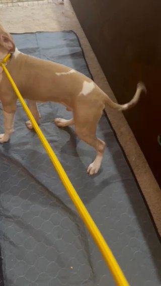 Handsome Male Pit Puppy