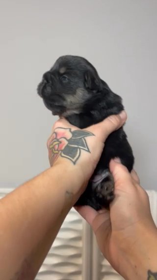 Huey in Dallas, Texas