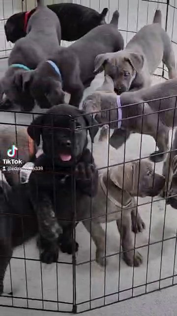 cane corsos ready for new home