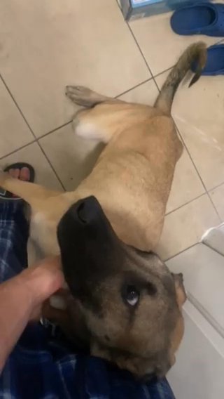 Belgian Malinois