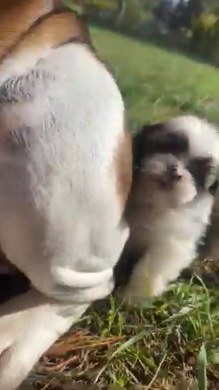 Shih Tzu Pups Ready For Christmas
