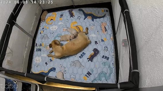 French Bulldog Puppies