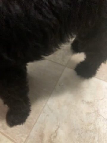 Golden Doodle
