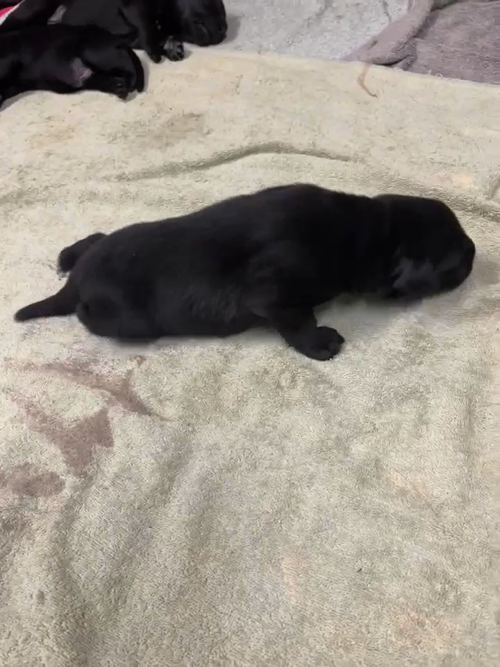 PUPPIES