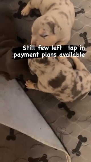 AMERICAN Bullies Pocket
