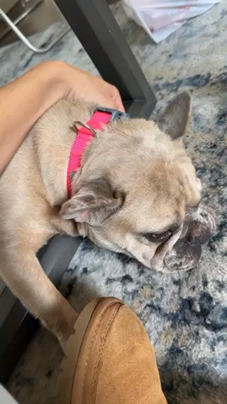 French Bulldog