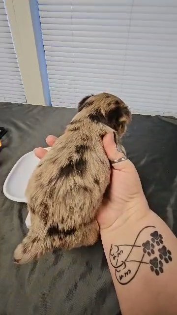 Chocolate Merle Yorkie Girl