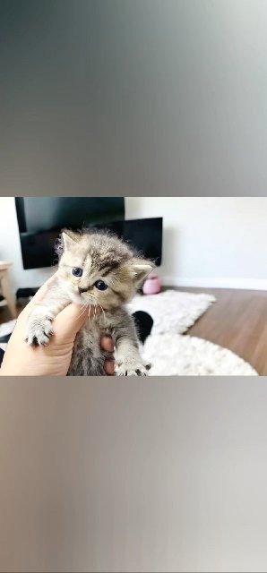 Scottish straight kittens
