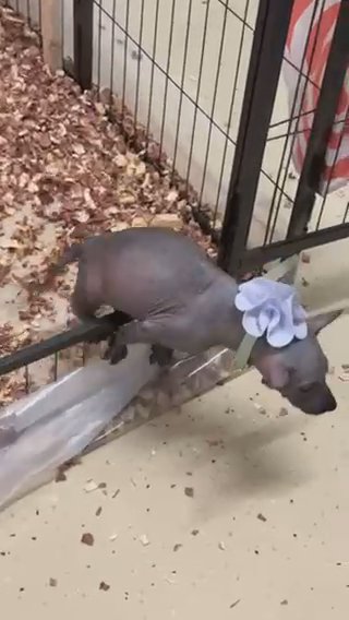 Xoloitzcuintli