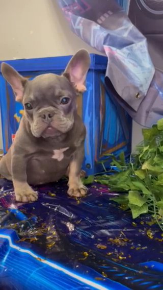 Blue & Tan Puppy (Lucky)