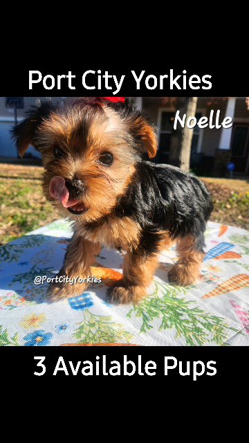 3 Adorable Yorkies Available