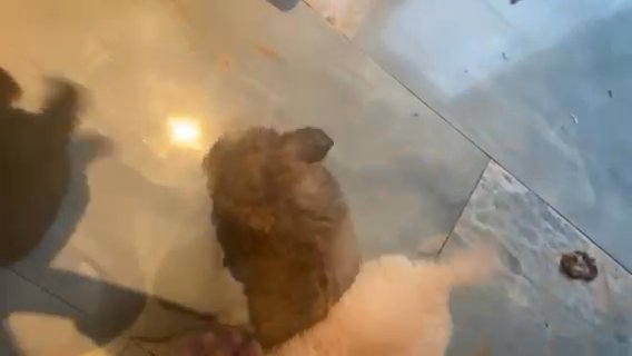 Cuty Puppy Super Small
