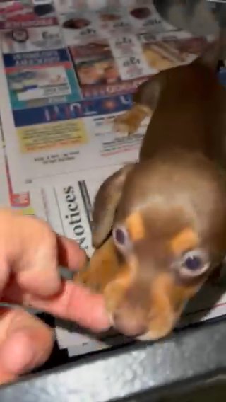 Miniature Dachshund Female