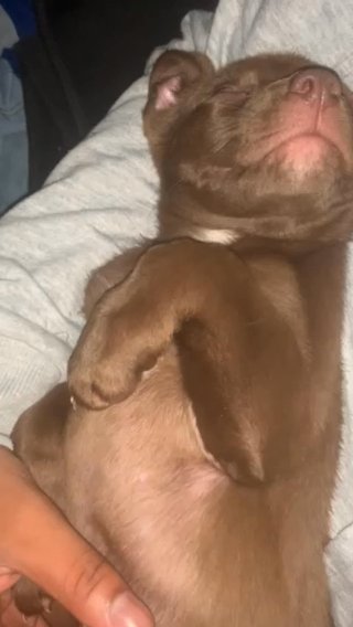 Puppies For Sales