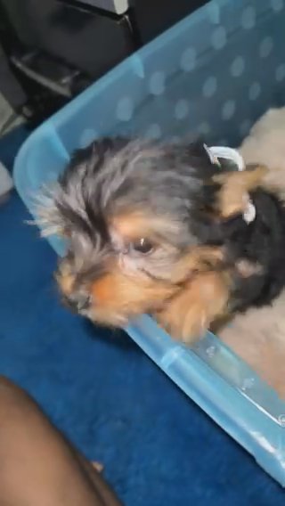 Yorkie