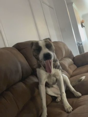 Sweet Boxer Mix