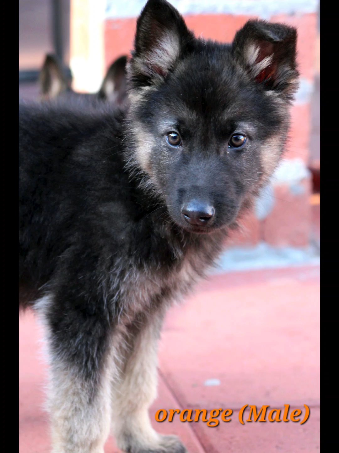 german shepherd puppies