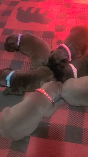 5 puppies left!