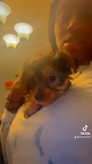 Baby Girl Yorkie