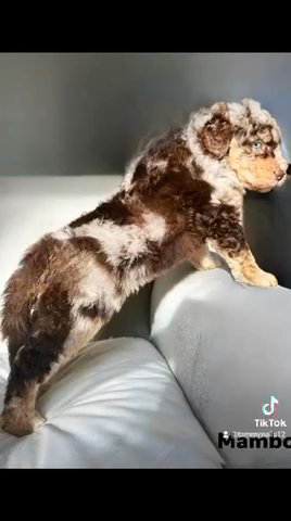Aussiedoodle Puppies