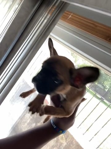 French Bulldog