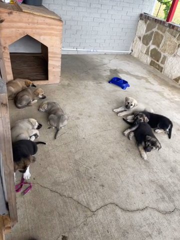 German shepherds