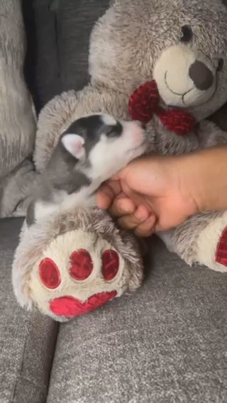 Wooly Husky
